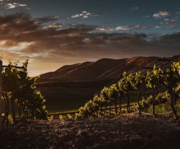 Tecnologia dos Vinhos Espumantes